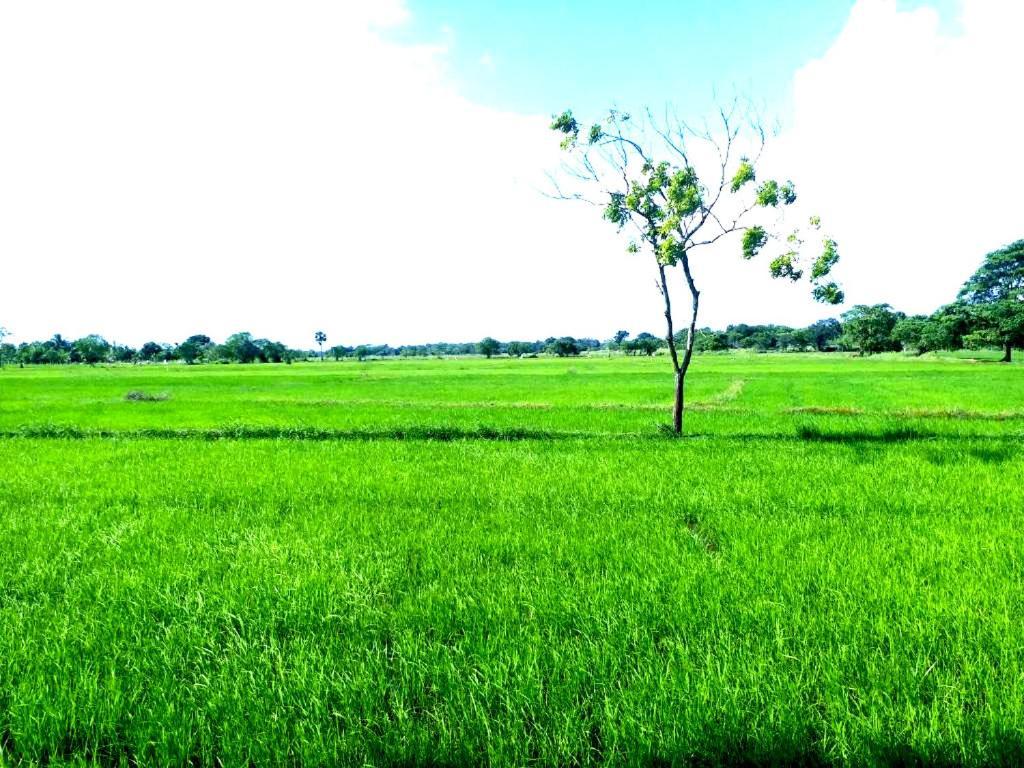 Athyantha Resort Anuradhapura Exterior foto